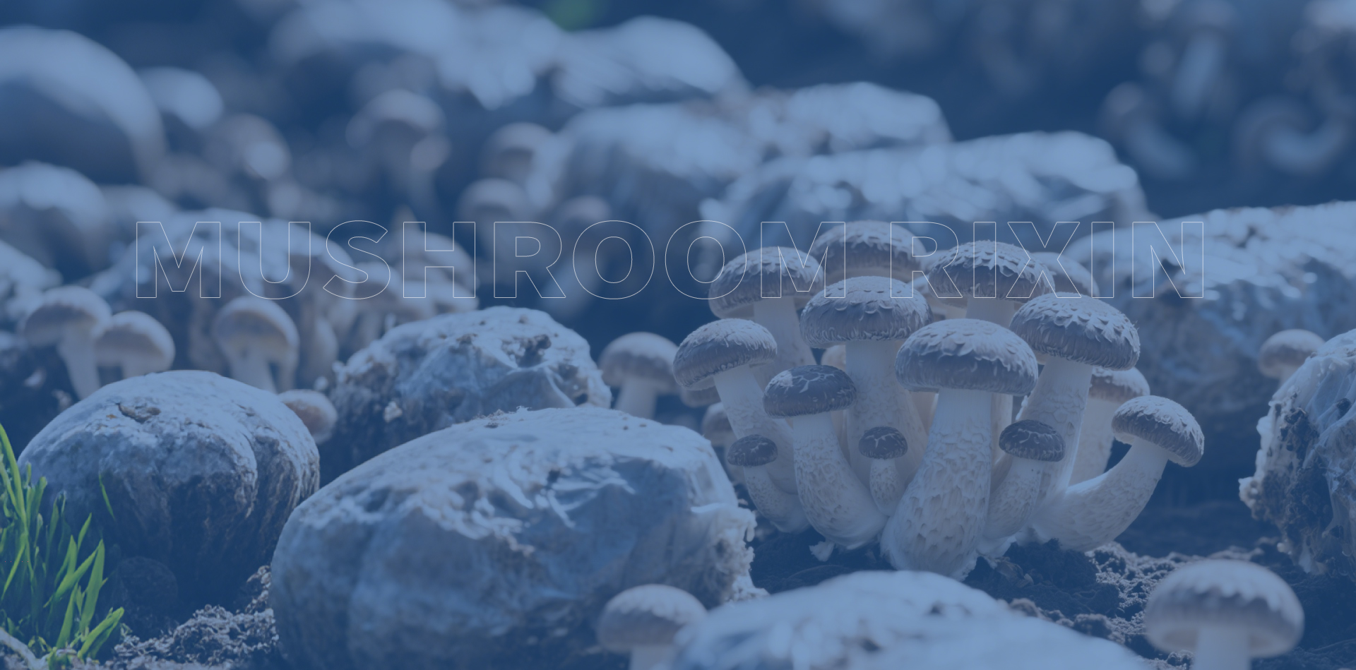 DALIAN MUSHROOM RIXIN
INTERNATIONAL TRADE CO., LTD.