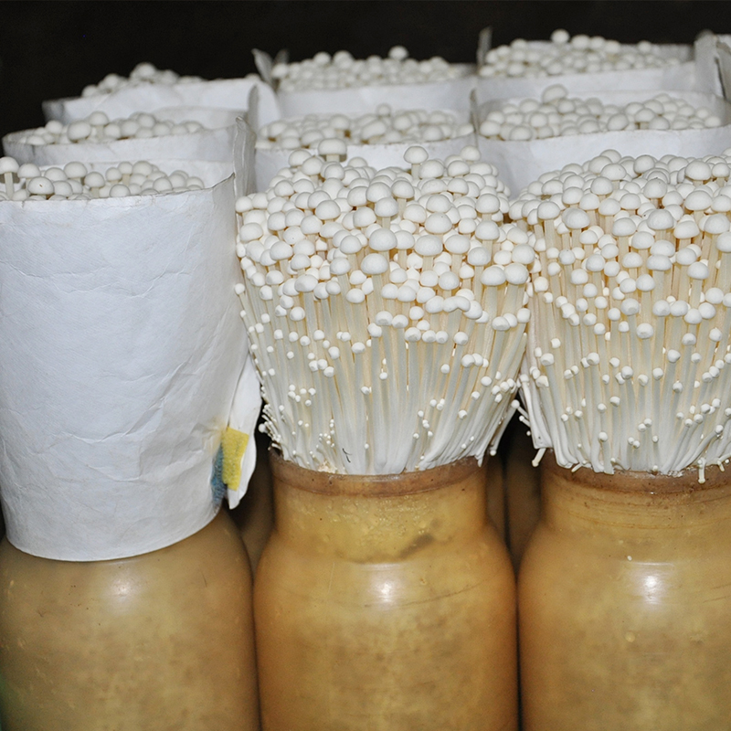 Flammulina velutipes strain